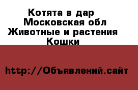 Котята в дар. - Московская обл. Животные и растения » Кошки   